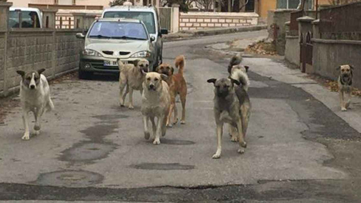 İYİ Parti'den başıboş köpeklerle ilgili soru önergesi: Ne tür adımlar atılacak?