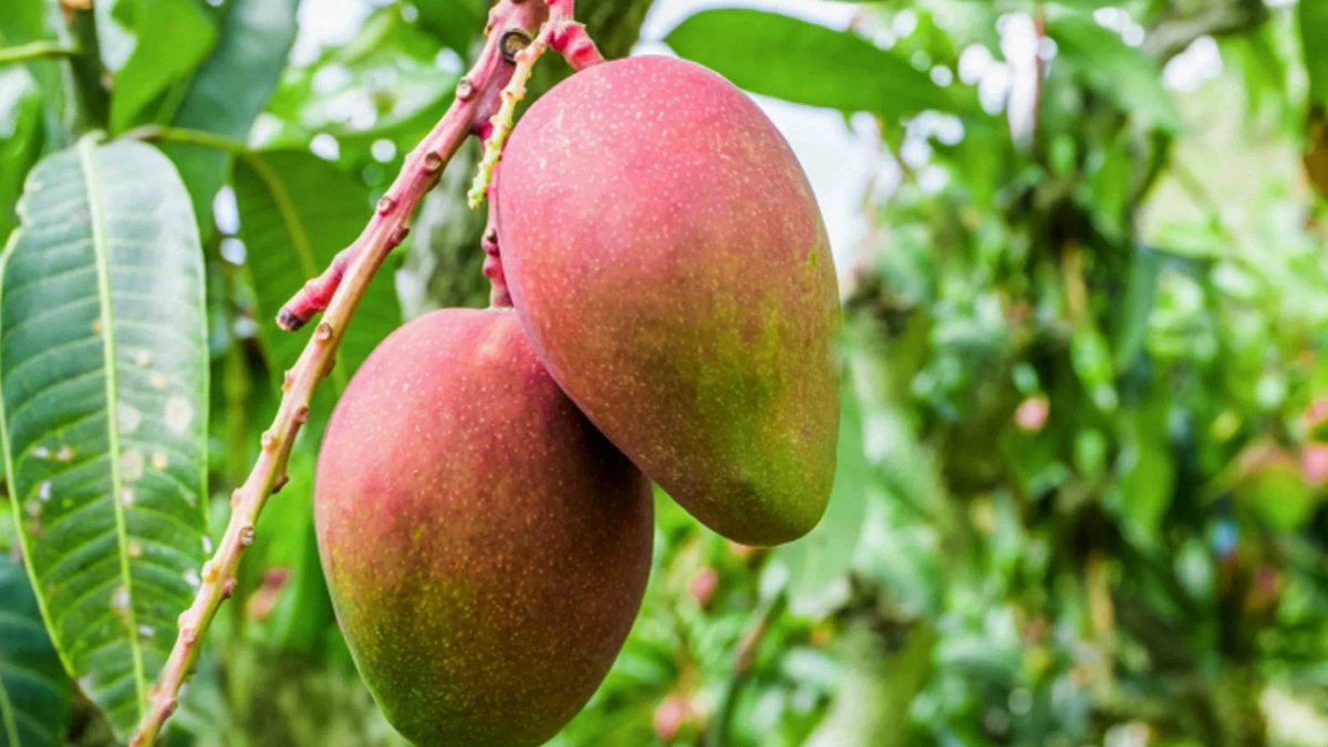 Bu bitki adeta para basıyor! Sadece bir ağaçtan 190 bin TL!