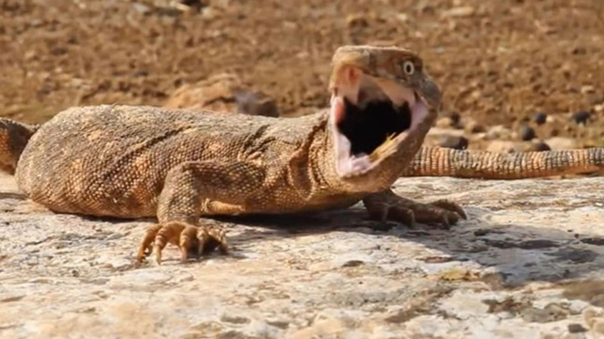 Korkutan dev kertenkele 'çöl varanı' yakalandı