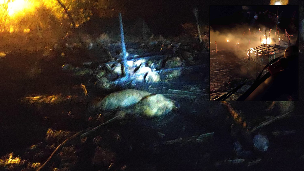 Diyarbakır'da göçerlerin çadırında yangın: 55 hayvan öldü, 1 çocuk yaralandı