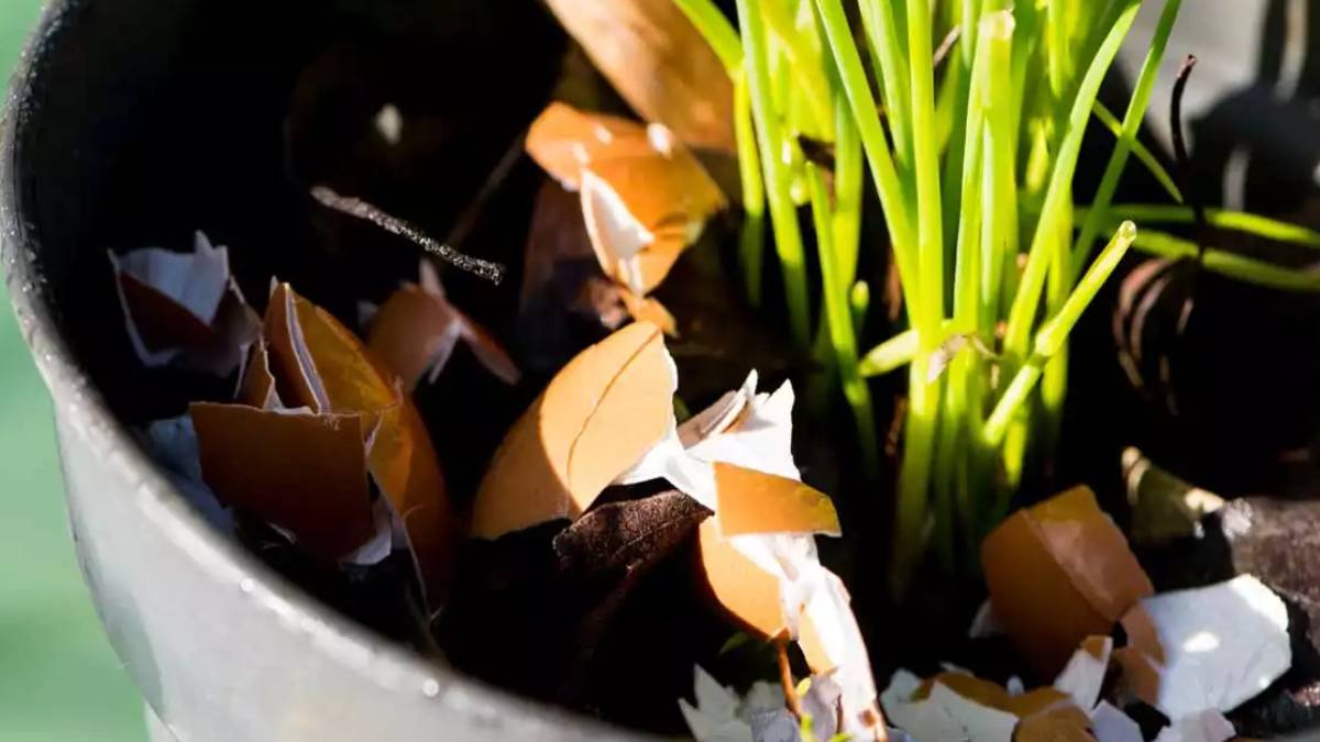 Yumurta kabuğunu sakın çöpe atmayın! Bu basit yöntemle mucizeye tanık olun