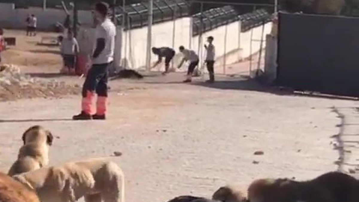 Hayvana şiddet de nefret de bitmiyor! Barınaktaki köpekleri kürekle öldürdüler