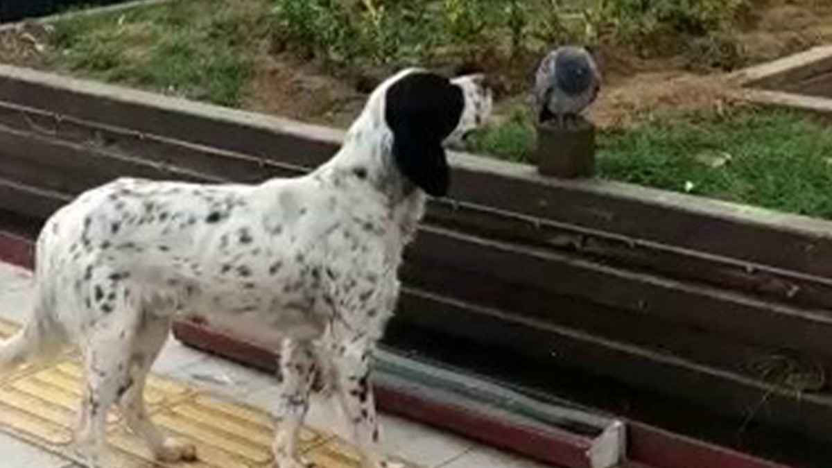 Günün iç ısıtan haberi: Köpek, güvercinin yanından ayrılmadı