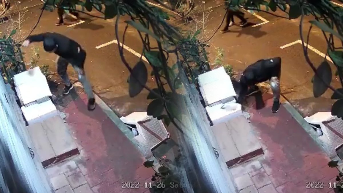 Hayvana şiddetin son adresi İstanbul oldu: Kedi uyurken yuvayı yumruklayarak parçaladı