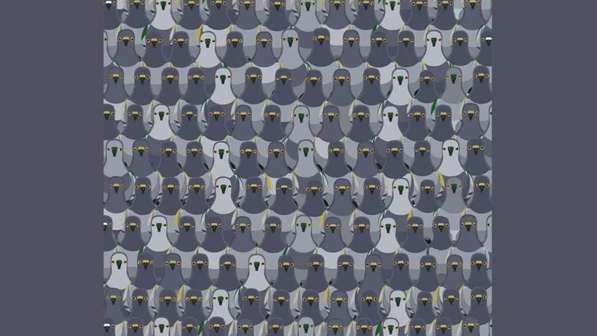 Sadece 13 saniyeniz var! Güvercinlerin arasındaki kediyi sadece en zekiler bulabiliyor