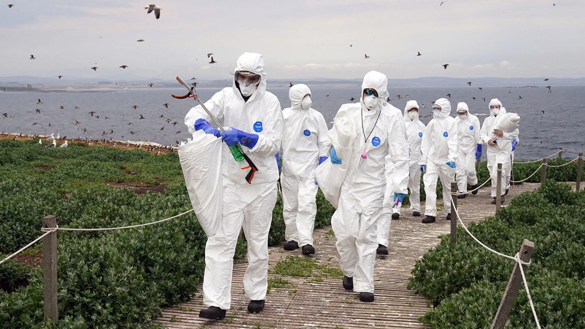 Yüksek bulaşıcılığa sahip, karantina önlemleri artırıldı: Mecbur kalırlarsa öldürecekler!