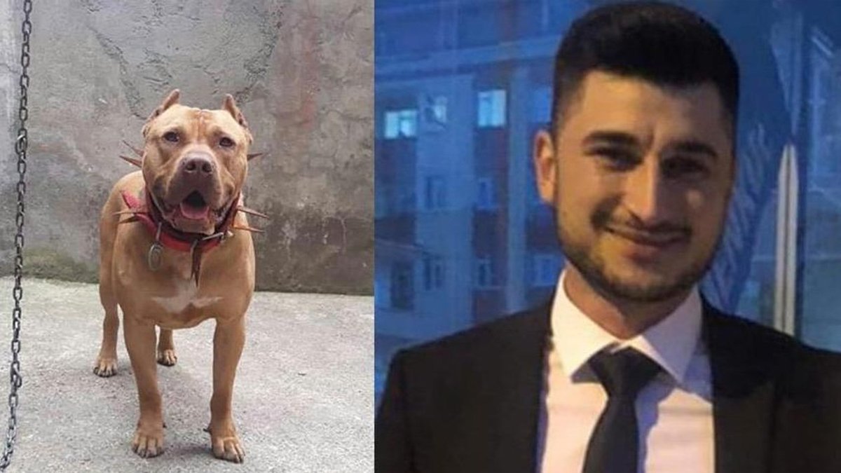 Pitbullla denize girip boğulan gencin soruşturmasına takipsizlik: Köpek öldürmedi boğularak öldü