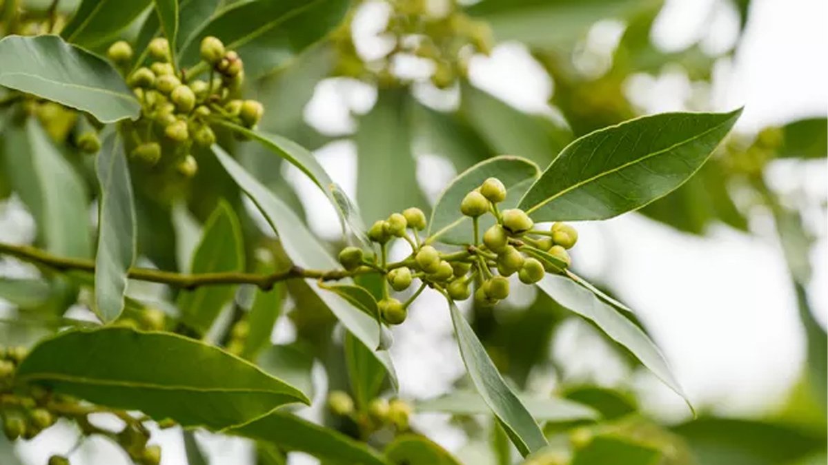 Ekmek sepetine defne yaprağı koyun mucizeye tanık olun! Bu harika tüyoyu bugüne kadar bilmiyordunuz