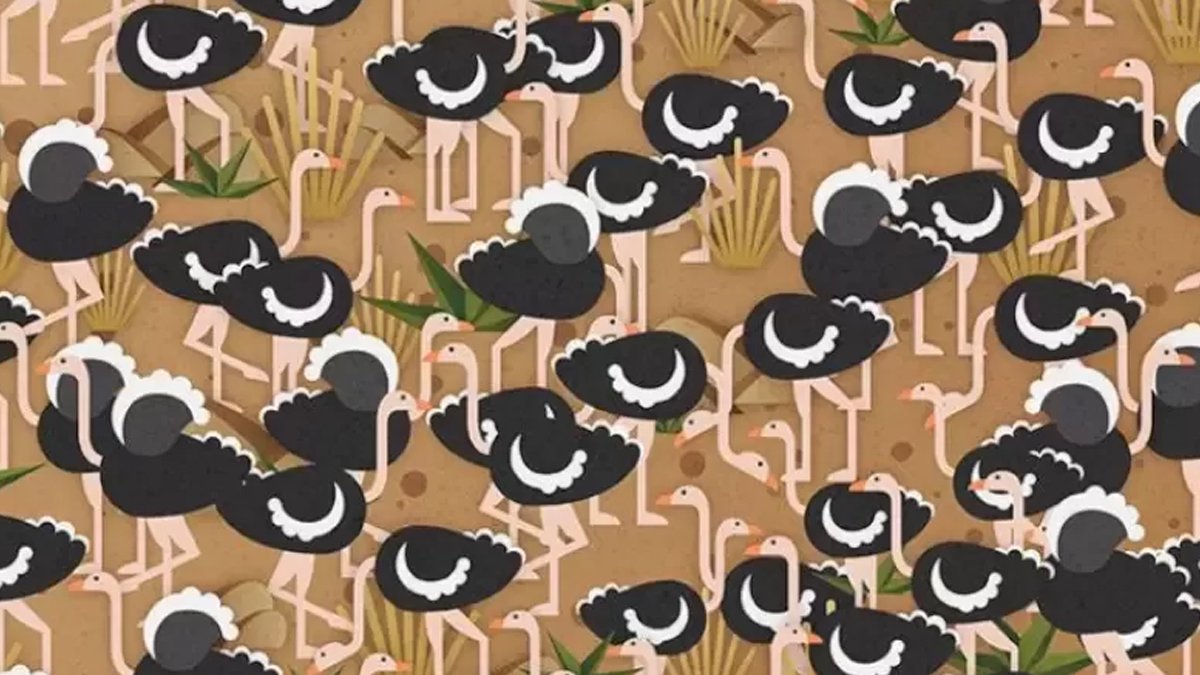 Optik illüzyon testi: Devekuşlarının arasına saklanmış şemsiyeyi 19 saniyede bulabilir misiniz?