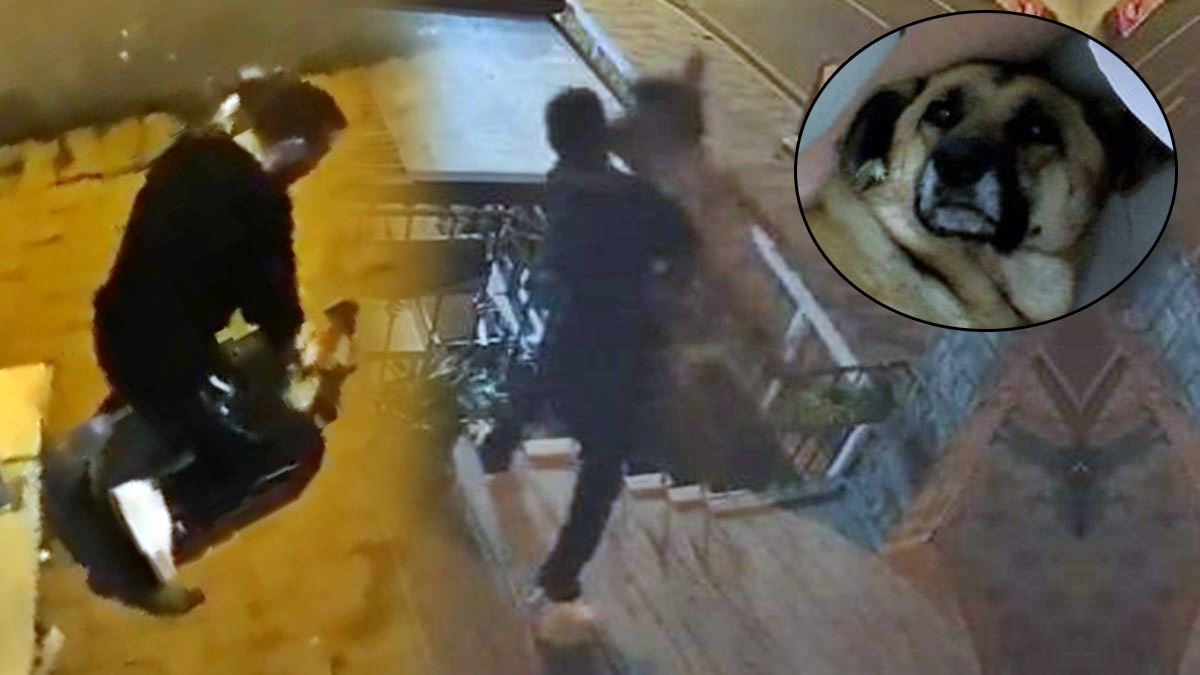 Nihayet tutuklandı! Sokak köpeğine işkence yapan adama tepkiler büyüyor