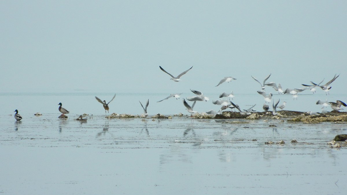 Su seviyesi 13 santimetre daha düşen Eğirdir Gölü için kritik uyarı: Son 6 santim