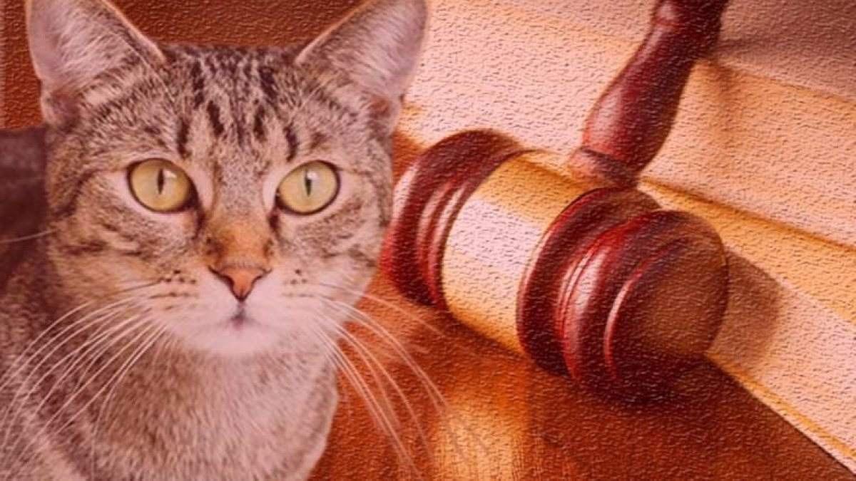 Malatya'da kediyi fırında yakarak öldüren sanığa tahliye