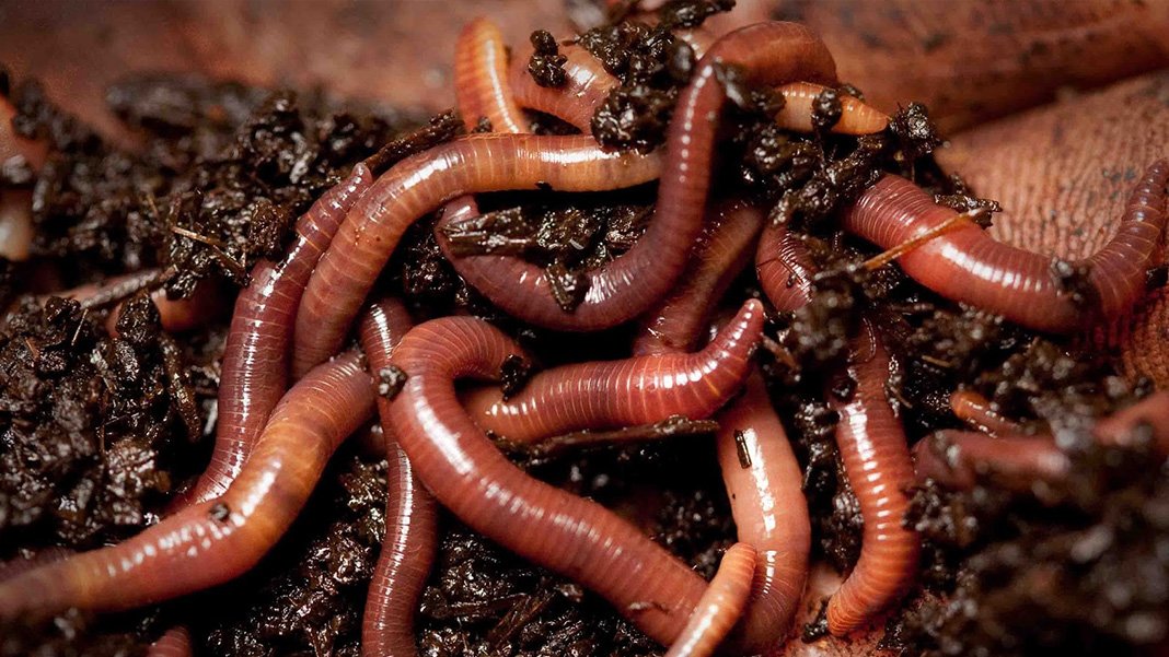 Tıp dünyası şokta! Yanağından solucan çıkarıldı