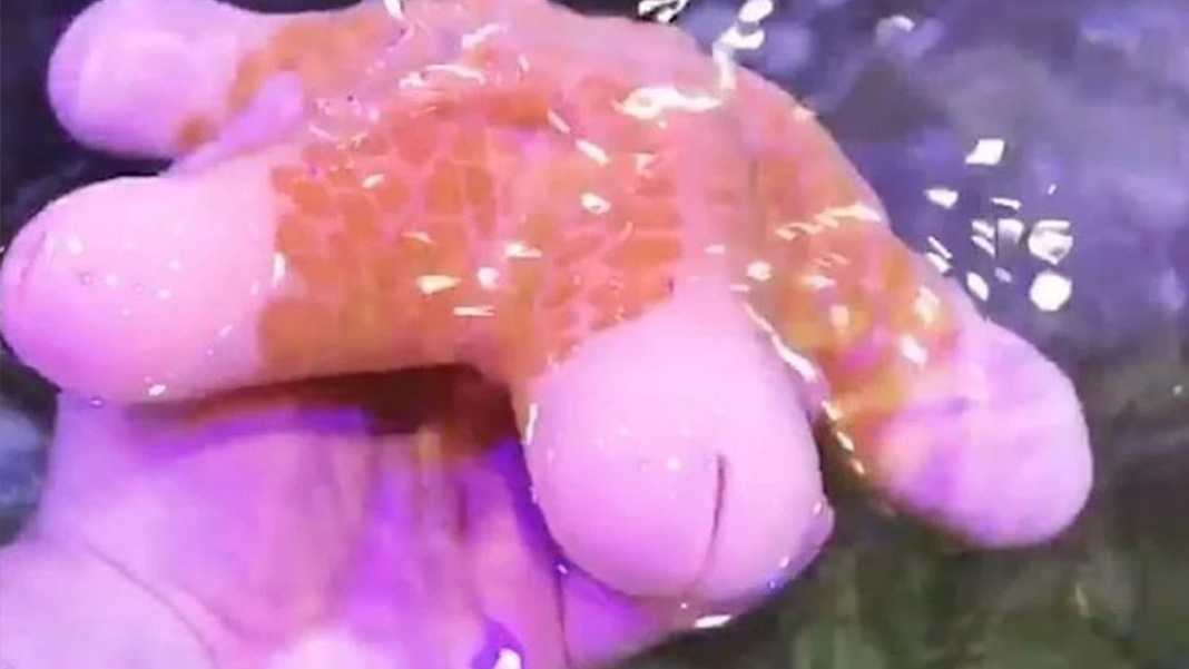 Denizden çıktı! Görenler gözlerine inanamadı