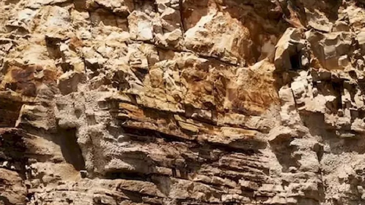 Amerikalıları çıldırtan zeka testi: İnsanların sadece %1'i resimdeki Şahin'i 11 saniye içinde buluyor...