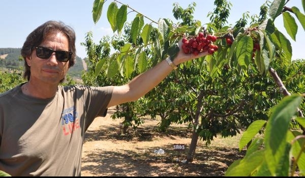 Kıraç araziden kiraz cennetine