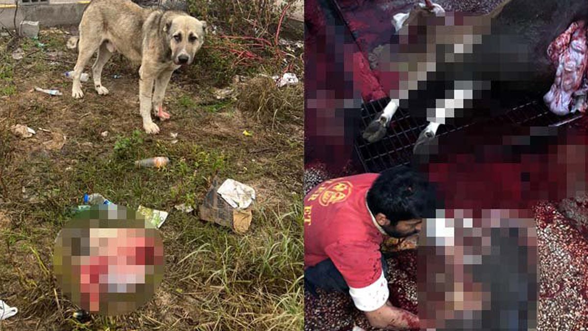 Veteriner hekim onayıyla katliam! Diyarbakır'da vicdan sızlatan görüntüler