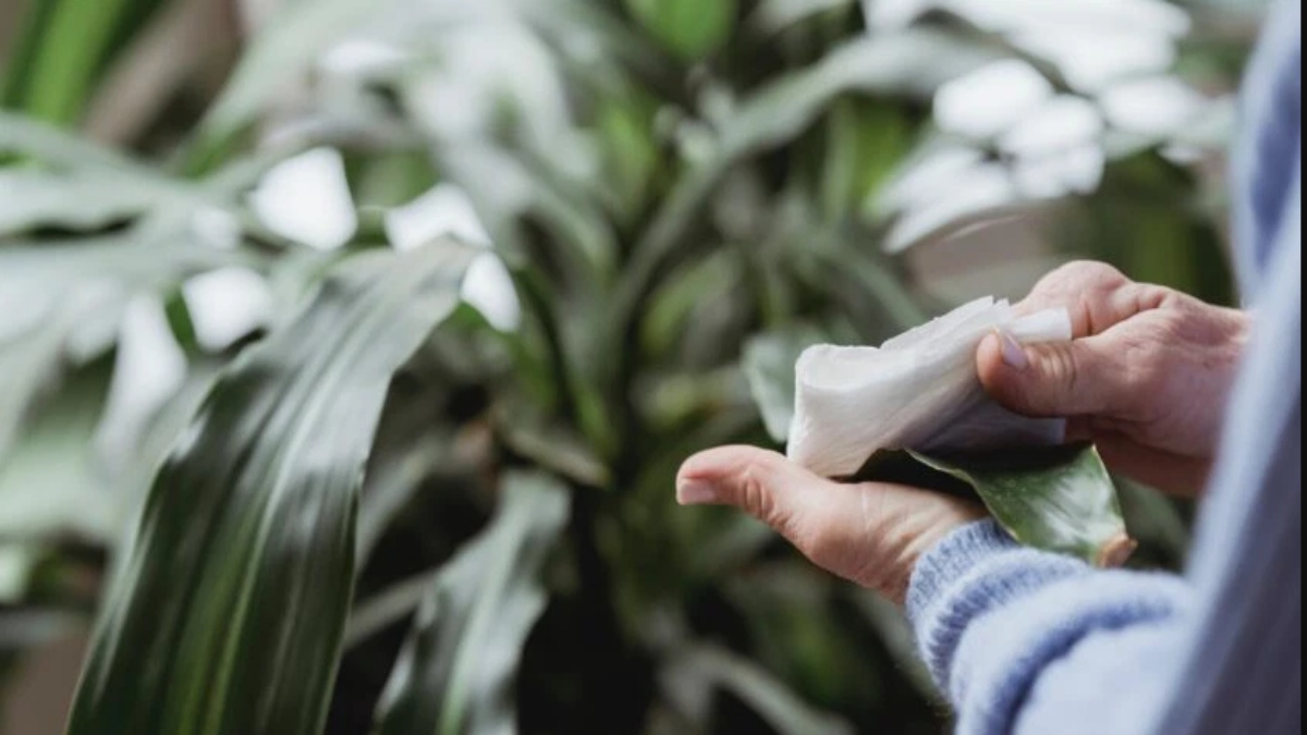 Sadece havayı temizleyen değil aynı zamanda tozu tutabilen bu 3 bitkiyi mutlaka evinizde besleyin!