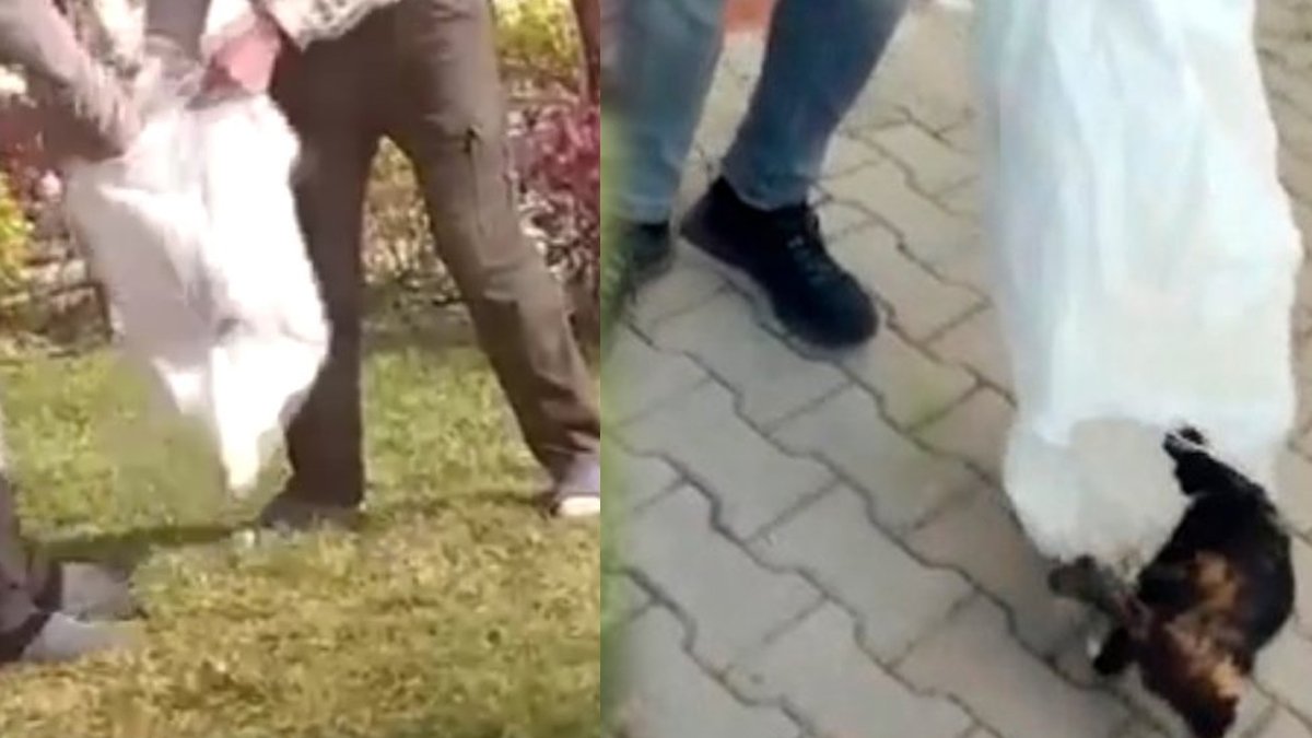 Masum canlar yine şiddetin merkezinde: Kediyi bırak