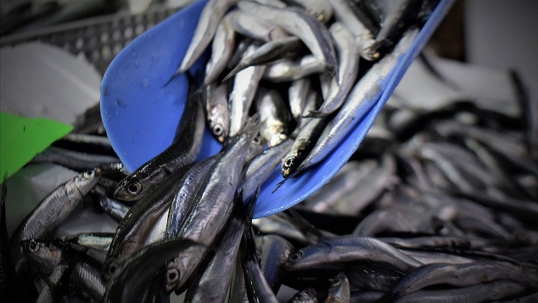 Hamsi tezgahtaki yerini aldı! Fiyatı belli oldu