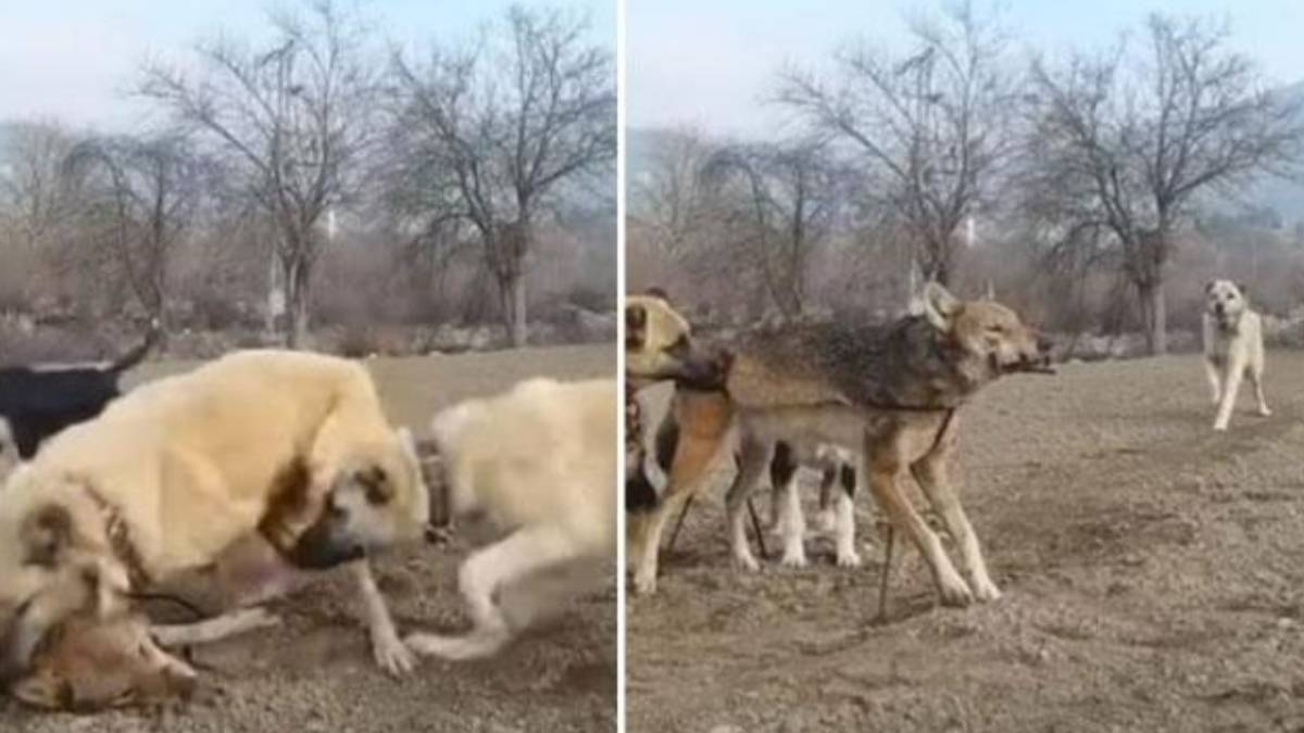 Kangalla kurdun kapışması ağızları açık bıraktı! Saniyeler içerisinde param parça etti: Kimse bunu beklemiyordu