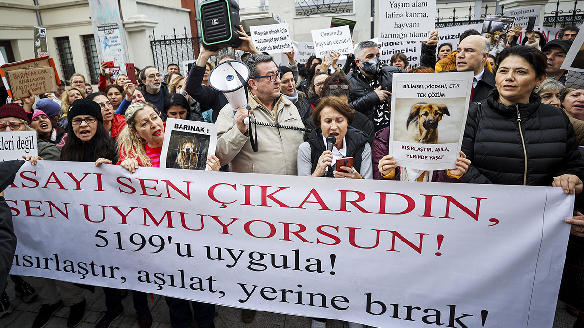 Hayvanseverlerden 'katliam' protestosu: Sokak hayvanları sahipsiz değildir