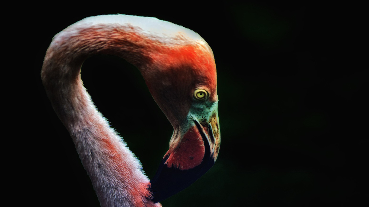 ‘Büyük  Beyaz Bir Kuğunun Boynu’