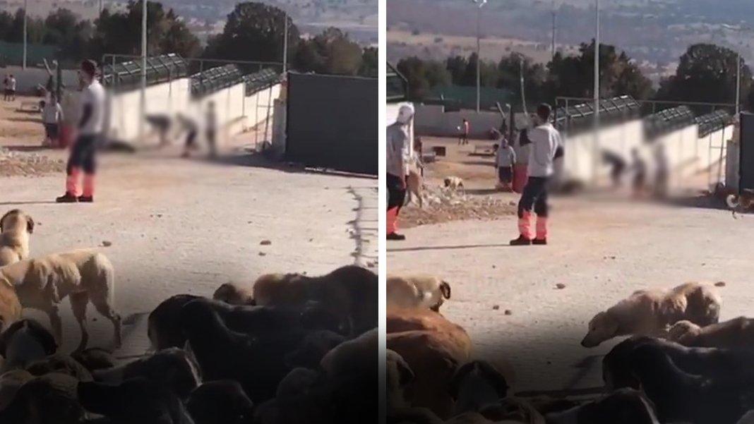 Konya'da ölüm barınağındaki dehşete istenen cezalar