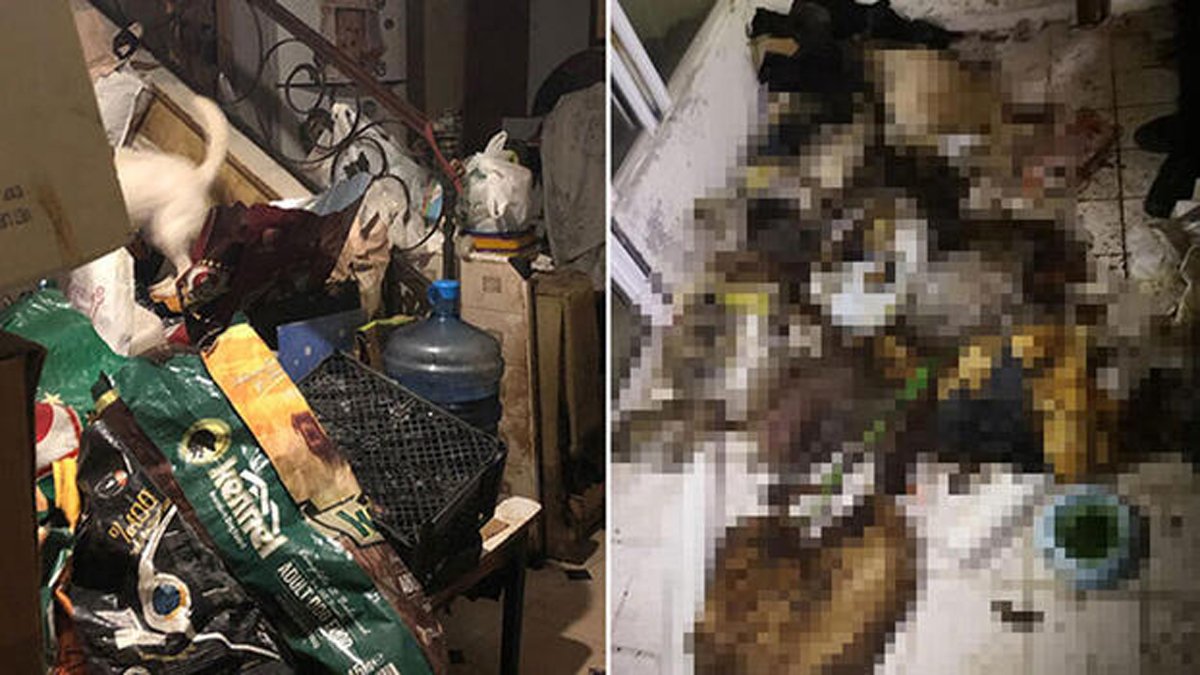 Evinde çok sayıda hayvan ölüsü bulunmuştu: Marmaris'teki vahşete 'Diyojen sendromu' incelemesi