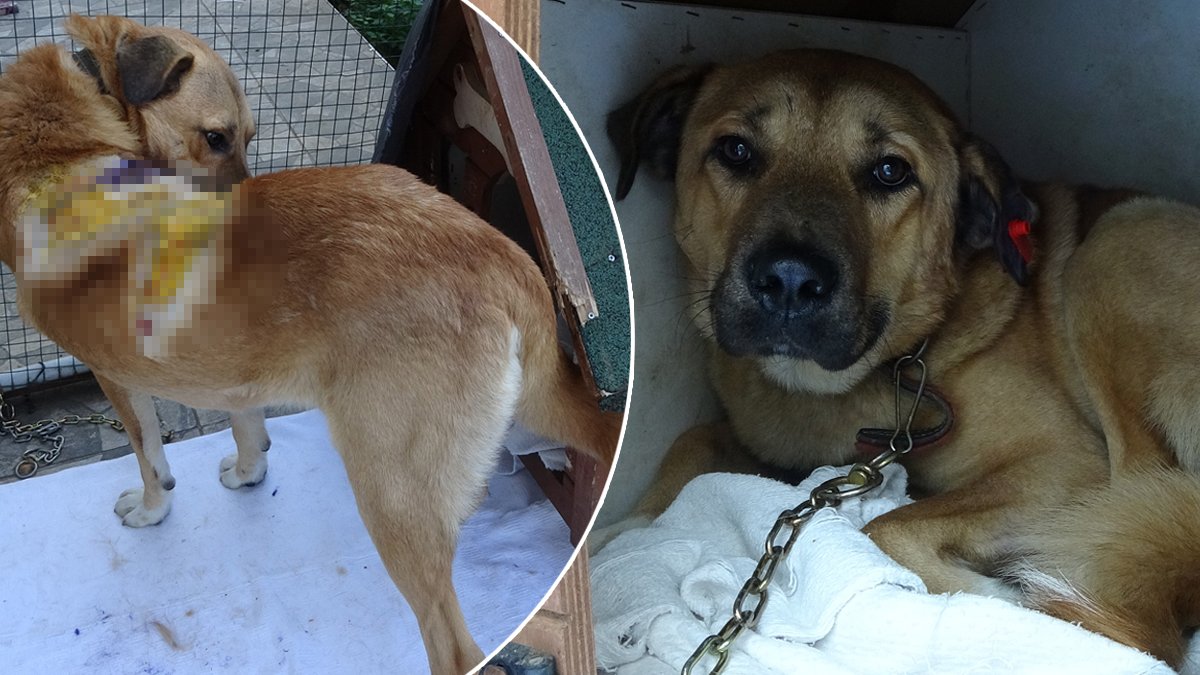 Bunu yapan yine insan! Köpeği kaynar suyla yaktılar