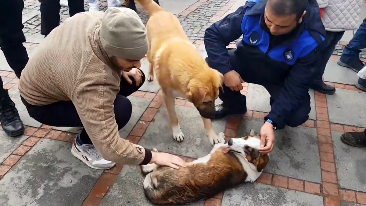 Edirne'de duygulandıran görüntüler: Köpek, yaralanan bir diğer köpeğin başından ayrılmadı