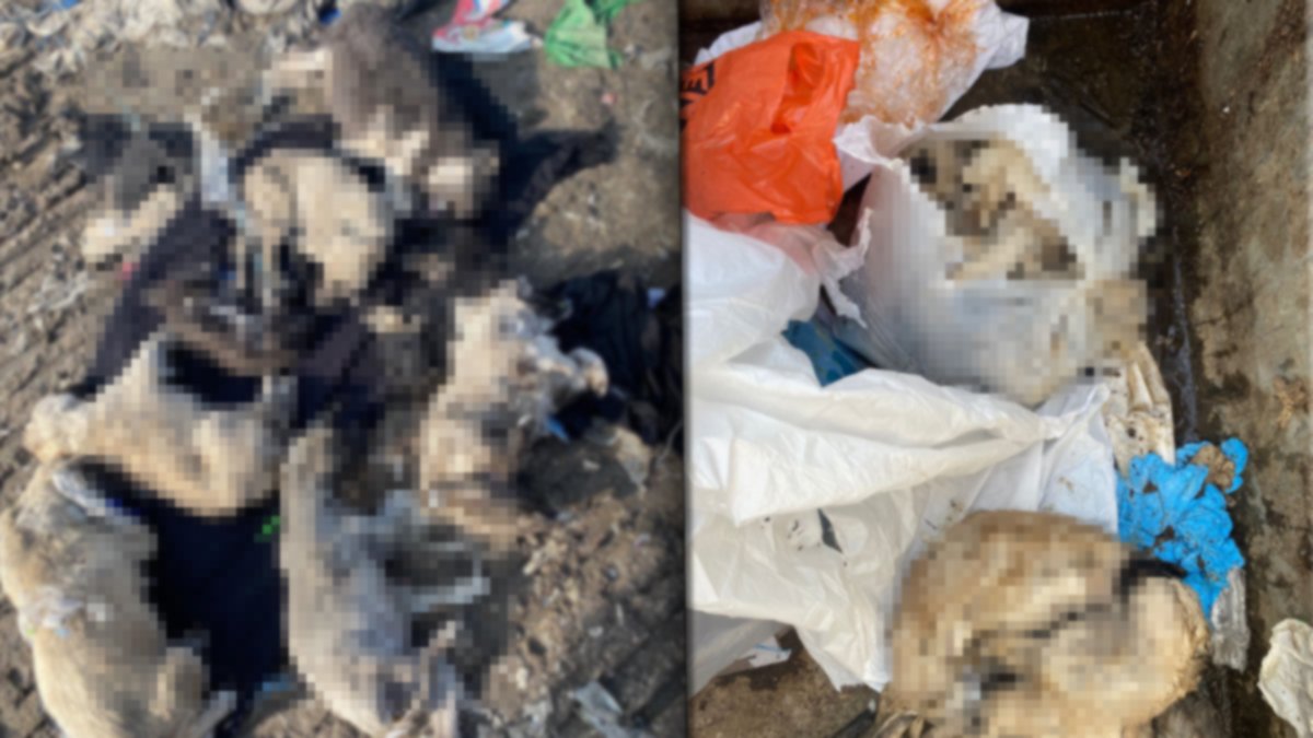 Ağrı'da katliam var! 'Onlarca sokak köpeğini öldürüp çöpe attılar'