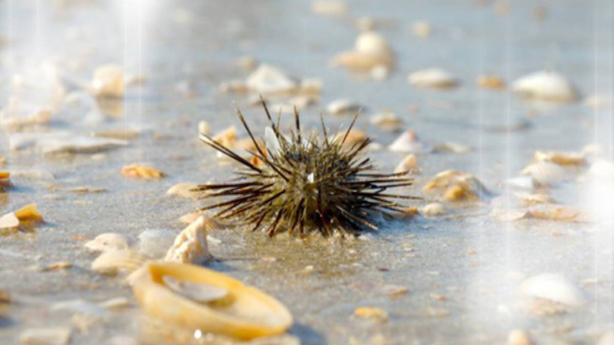 Kestane kabuğunun faydasını duyunca çöpe atmayacaksınız! İşte kestane kabuğunun 8 mucizevi faydası