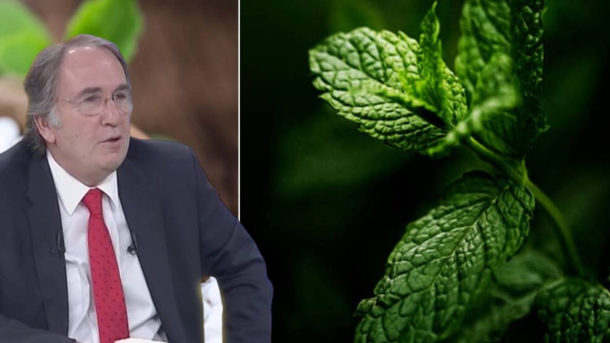 Çaya, keke, pastaya bu otu atın mucizeye tanık olun! Bu otun faydalarını kimse bilmiyor: Prof. Dr. Saraçoğlu'ndan müthiş tüyo...