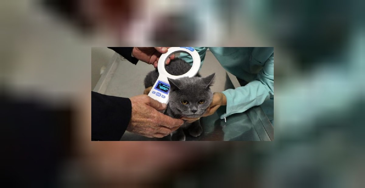 Süre uzatılmayacak: Bu tarih son gün! Yaptırmayan vatandaşlar ceza alacak! Evcil hayvan sahipleri elini çabuk tutsun!