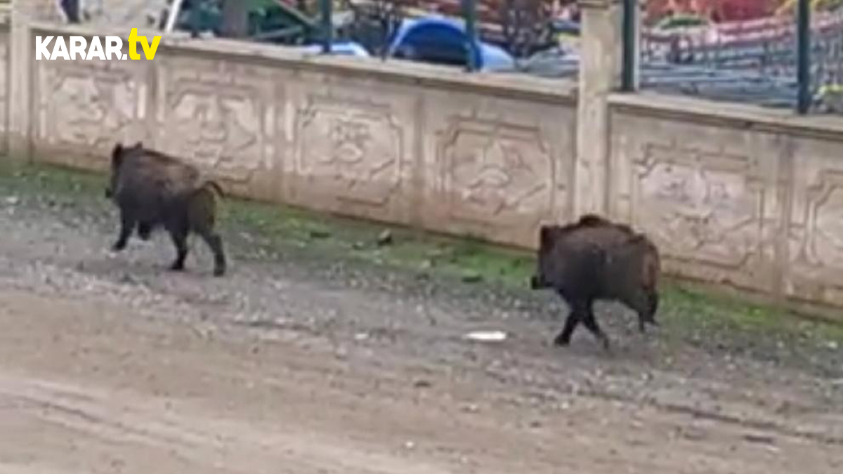 Diyarbakır'da mezarlığa giren yaban domuzları, fark edilince arkalarına dahi bakmadan kaçtı!