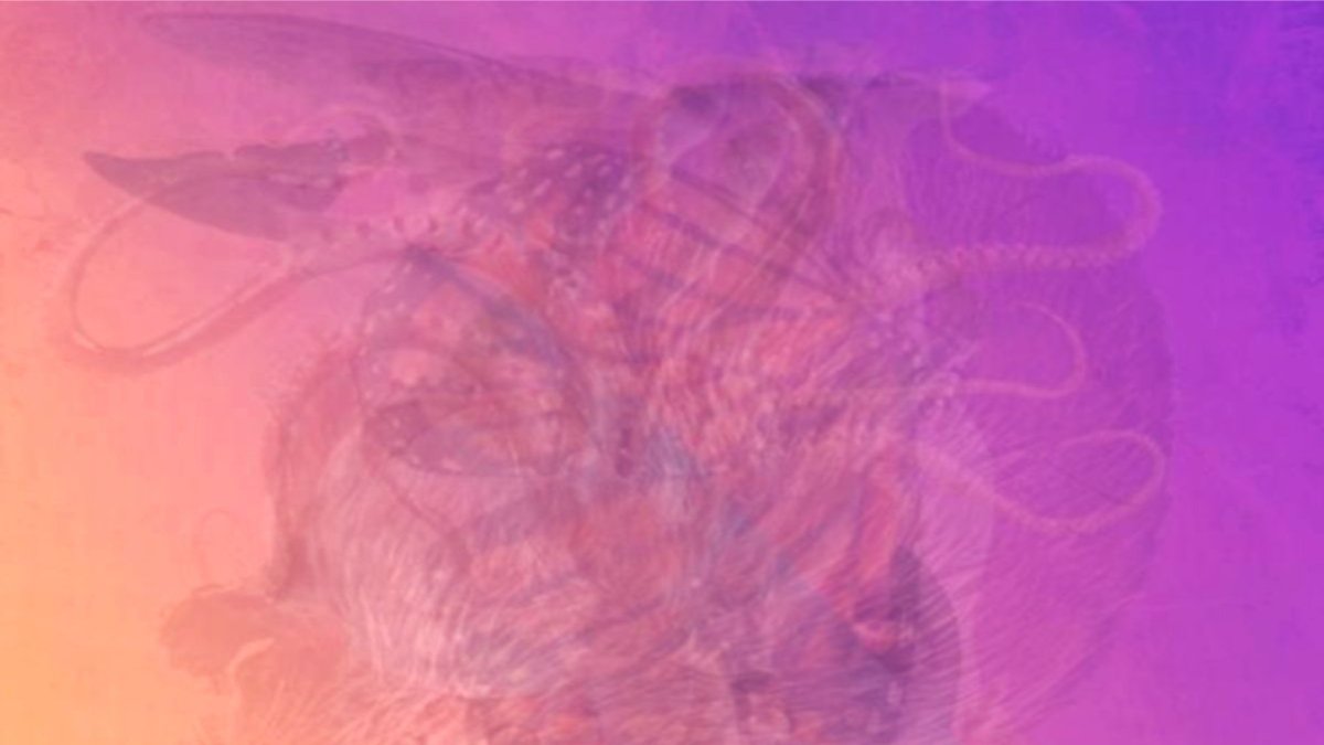 Resimde ne görüyorsunuz? İlk gördüğünüz hayvan karakterinizi ortaya koyuyor... İşte en doğru kişilik testi