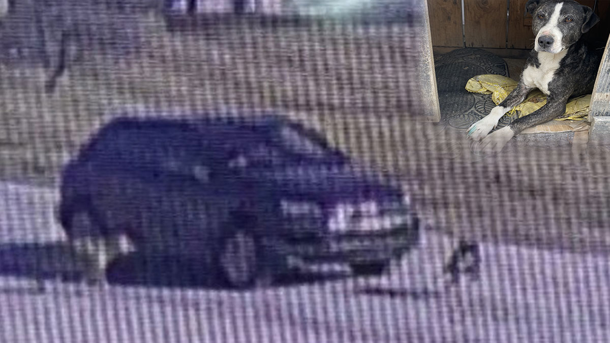 Köpeğin üzerinden geçen sürücü arkasına dahi bakmadı!