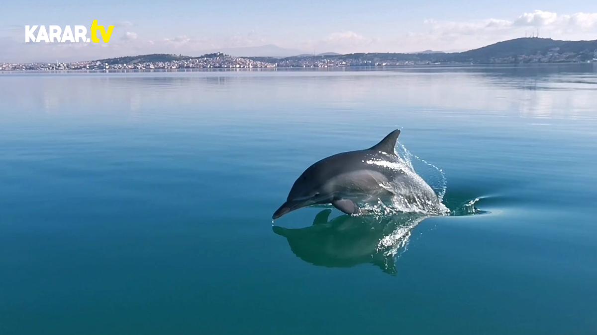 Ayvalık Körfezinde yunuslar yine meydan okudu! Önce selamladı sonra da yarıştı...