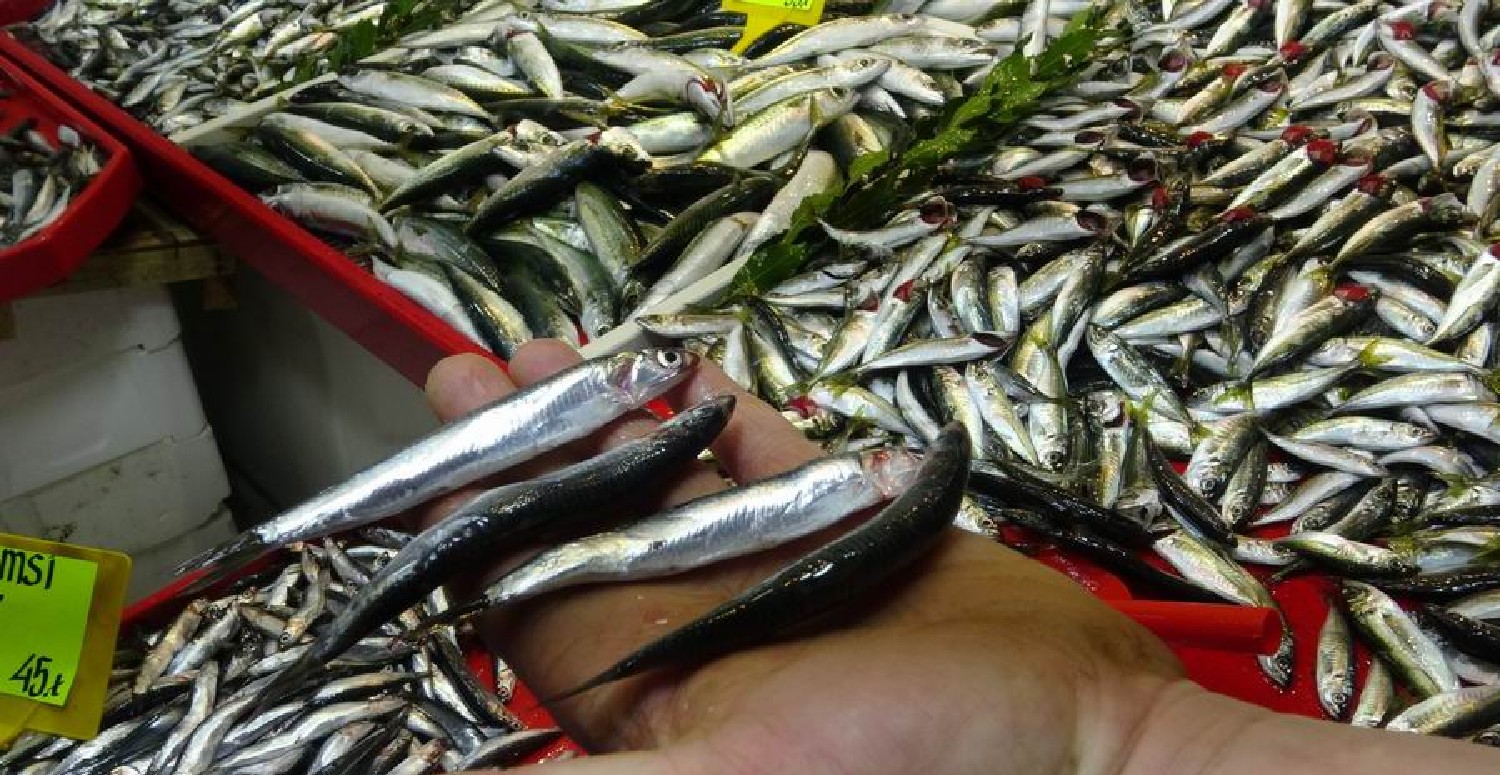 Fiyatı 100 TL'yi aşmıştı! Hamsi fiyatları dip yaptı: Vatandaşlar kilo kilo almaya başladı!