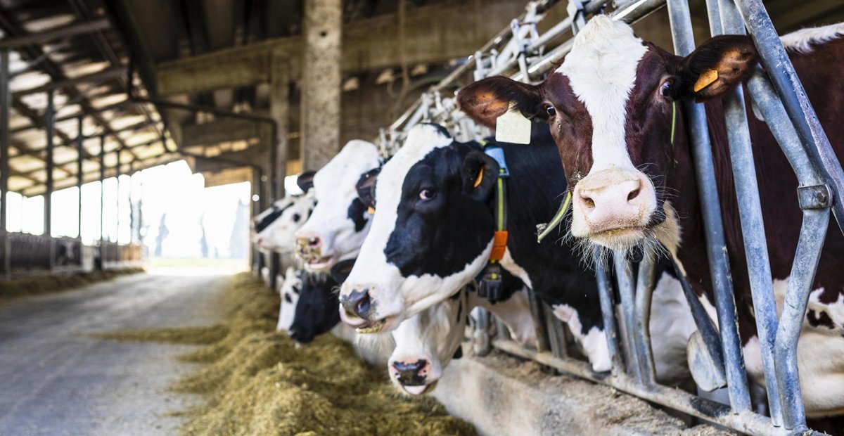 Sektör üreticilerinden 'tedbir alın' çağrısı: Et ve sütte kriz kapıda