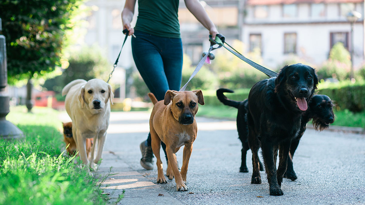 Evcil hayvanı olanlar dikkat! Çip taktırmayanları ağır para cezası bekliyor!