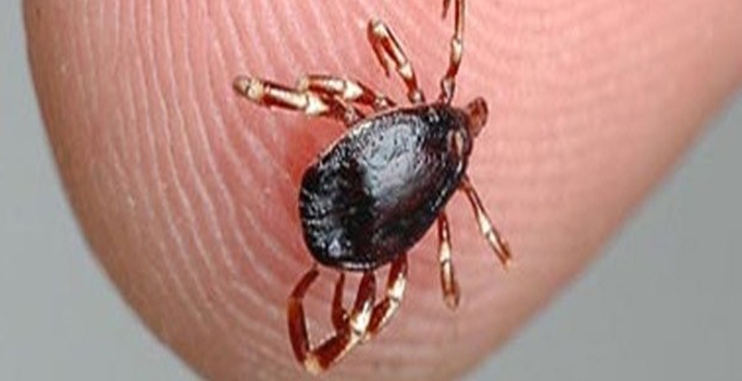 Sağlık Bakanlığ'ından Kırım Kongo Kanamalı Ateşi uyarısı