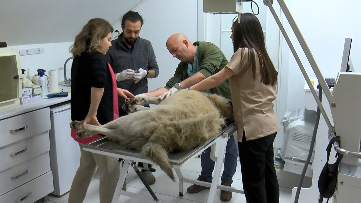 Köpekleri zehirleyip yol kenarına attılar!