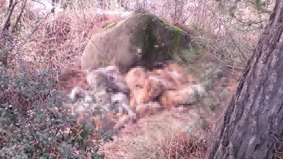 Bu katliamlar ne zaman duracak! 7 köpeği öldürüp çöplüğe attılar