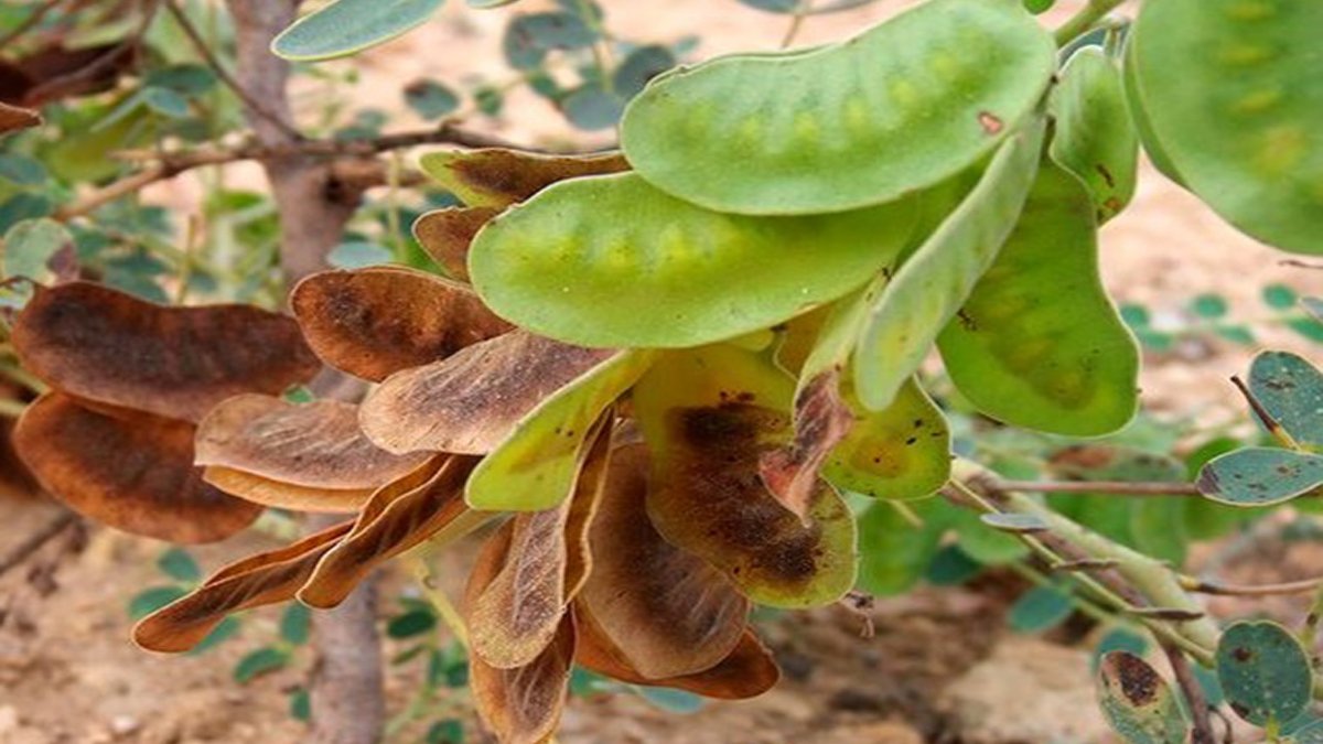 Yağları mum gibi eritip bitiriyor! Evinizdeki eczane açlık otunu deneyin, mucizeyi görün