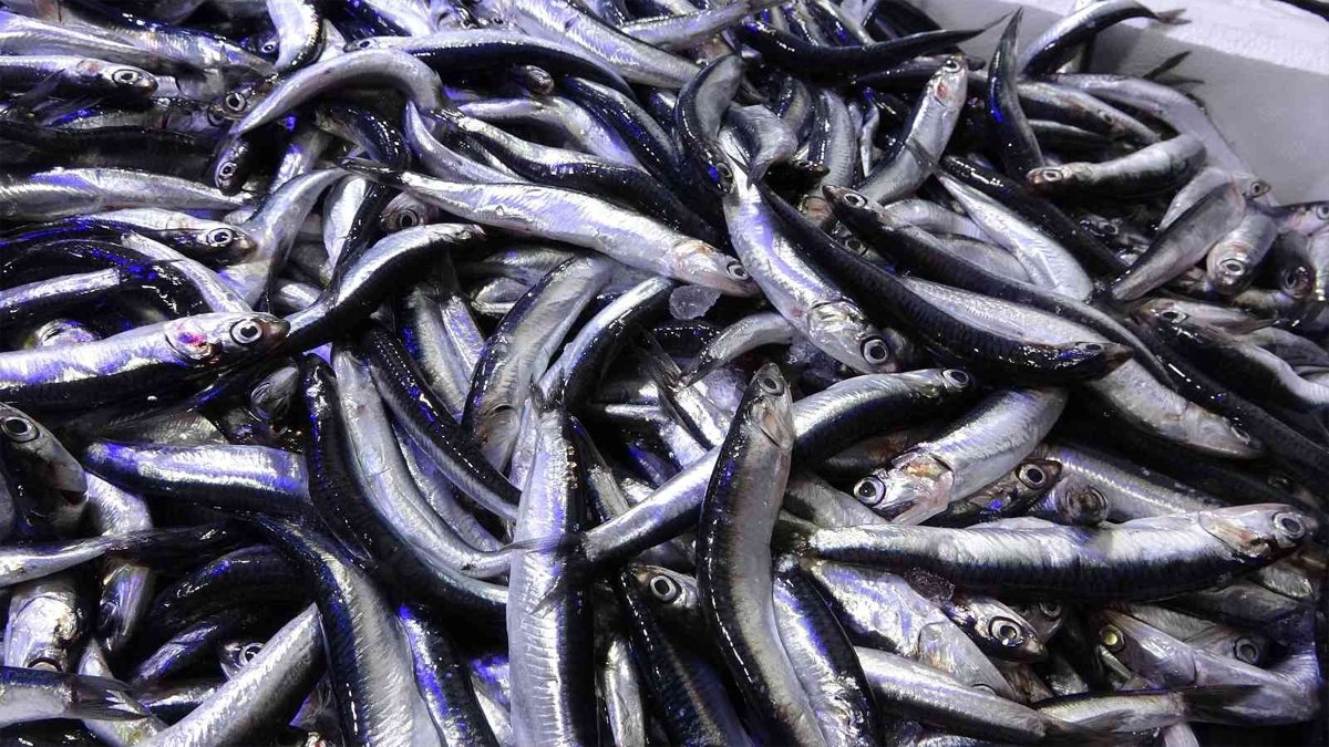 Uzmanlar 'Derhal harekete geçin' diyerek uyardı: Böyle giderse hamsi bulamayacağız