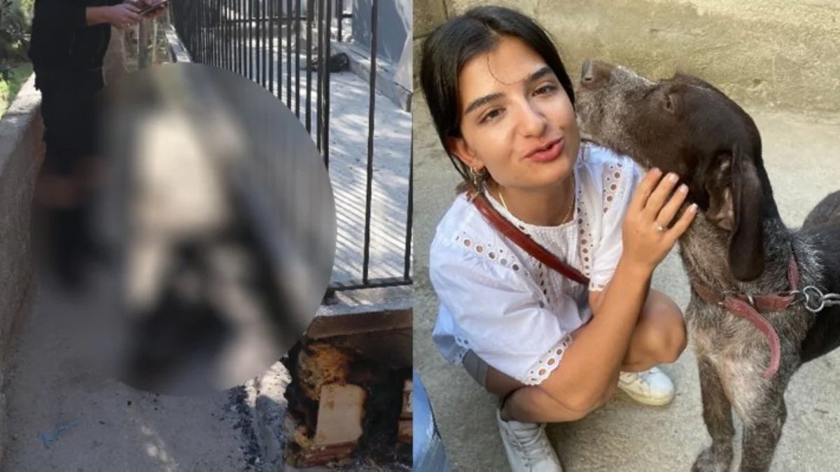 Hayvana şiddet sarmalı bitmiyor: Paşa'yı diri diri yaktılar
