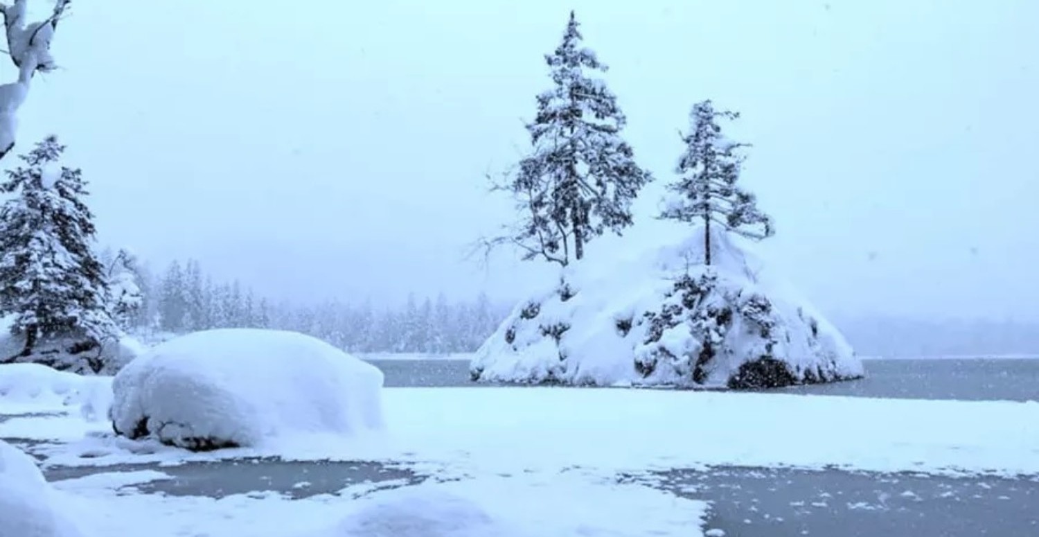 Bedavaya zekanı ölç! Saklanmış kutup ayısını IQ'su 120'nin üzerinde olanlar bir çırpıda görüyor!