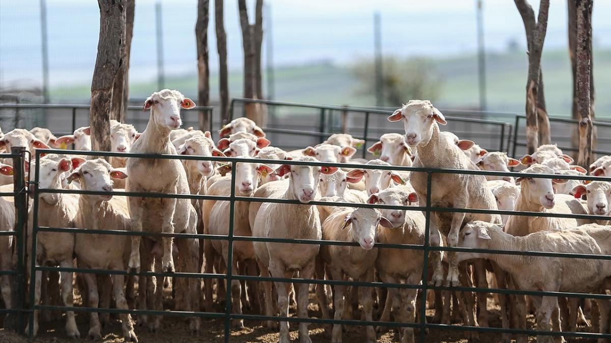 Damızlıklar kesime gitti et ve süt fiyatlarına yeni zam yolda